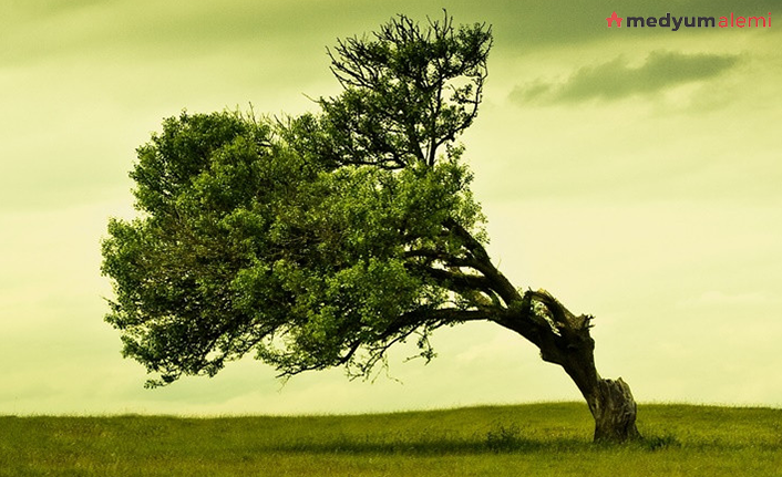Rüyada Ağaç görmek ne demek? İslami ve Dini Anlamı