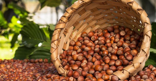 Rüyada Fındık Görmek ne demek? İslami ve Dini Anlamı - MedyumAlemi.com